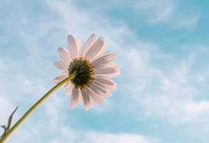 Philly Fed President on Fintech: Risks, Rewards, and the Future of Innovation